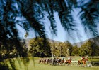 Turf Stallions: Going Green Turf Stallions: Going Green
