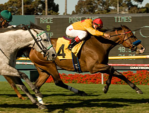 Tuscan Evening Takes Star Turn in Gamely Tuscan Evening Takes Star Turn in Gamely