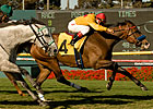 Tuscan Evening Takes Star Turn in Gamely