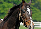 BC Juvenile Fillies Star Twilight Ridge Dies BC Juvenile Fillies Star Twilight Ridge Dies
