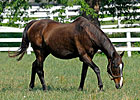 Twilight Ridge at Manchester Farm Twilight Ridge at Manchester Farm