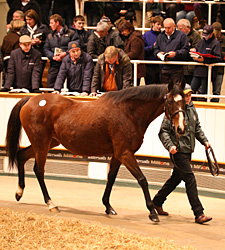 Dam of The Fugue Tops Tattersalls Session Dam of The Fugue Tops Tattersalls Session