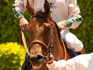 Ultra Blend Faces Baffert Trio in A Gleam Ultra Blend Faces Baffert Trio in A Gleam