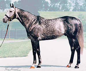 Unbridled's Song's Progeny Shine Unbridled's Song's Progeny Shine
