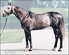 Unbridled's Song Hot at Belmont Unbridled's Song Hot at Belmont