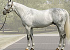 Unbridled's Song's Fee Set at $85,000