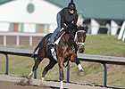 Uncle Mo Works a Half Mile in :47.45 Uncle Mo Works a Half Mile in :47.45