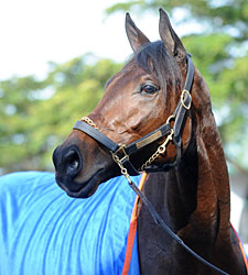 Uncle Mo Individual Favorite in KDFW Pool Uncle Mo Individual Favorite in KDFW Pool