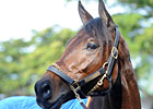 Uncle Mo Individual Favorite in KDFW Pool