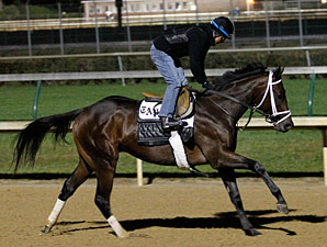 Uncle Mo Shuttling to Coolmore Australia Uncle Mo Shuttling to Coolmore Australia