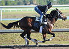 Uncle Mo Top Individual Horse in KDFW