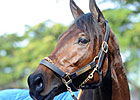 Pletcher Keeping Close Eye on Uncle Mo