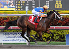 Uncle Mo Has GI Infection; Still Derby Bound Uncle Mo Has GI Infection; Still Derby Bound