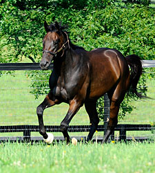 Uncle Mo to Begin Light Training Next Week