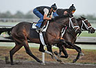 Uncle Mo Works Half-Mile at Palm Meadows