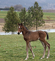 Understatement Sires First Foal Understatement Sires First Foal