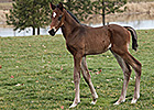 Understatement Sires First Foal Understatement Sires First Foal