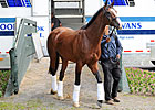 On Location - Michael Matz at Belmont Park