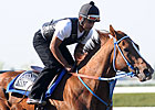 Uptowncharlybrown to Stud at Penn Ridge Uptowncharlybrown to Stud at Penn Ridge