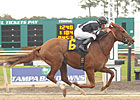 Tampa Bay Derby Contenders in Solid Works