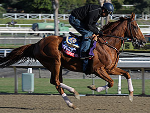Vagabond Shoes Set to Travel Long in BC Turf Vagabond Shoes Set to Travel Long in BC Turf