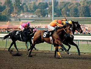 Major California Runner Variety Road Dies Major California Runner Variety Road Dies
