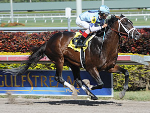 Coolmore Buys Interest in Unbeaten Verrazano Coolmore Buys Interest in Unbeaten Verrazano