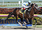Coolmore Buys Interest in Unbeaten Verrazano