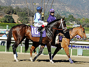 Verrazano to Race in Europe in 2014 Verrazano to Race in Europe in 2014