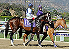 Verrazano to Race in Europe in 2014 Verrazano to Race in Europe in 2014