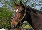 Zenyatta's Dam Voted Top Mare Zenyatta's Dam Voted Top Mare
