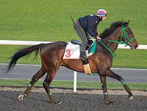 Dick's Pick's for Dubai World Cup Dick's Pick's for Dubai World Cup