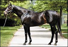 First Winner for Champion Vindication First Winner for Champion Vindication
