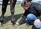 Using Vital Signs to Monitor Racehorses Using Vital Signs to Monitor Racehorses