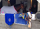 Vyjack Would Love to Follow Funny Cide's Path Vyjack Would Love to Follow Funny Cide's Path