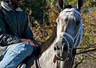 Wait a While Scratched From Breeders' Cup Filly & Mare Turf
