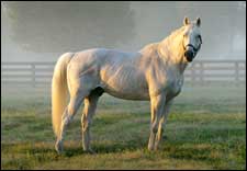Maryland Stallion Waquoit Euthanized Maryland Stallion Waquoit Euthanized