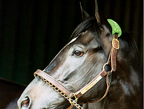 First Stakes Winner for War Emblem First Stakes Winner for War Emblem