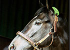 First Stakes Winner for War Emblem