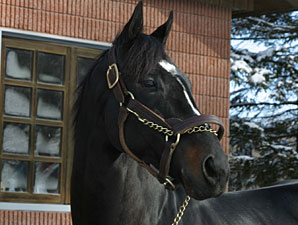 War Emblem Now Breeding to Mares Daily War Emblem Now Breeding to Mares Daily