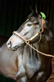 War Emblem Has Another Fruitless Season at Stud War Emblem Has Another Fruitless Season at Stud