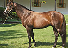 War Front's Stud Fee Increased to $150,000 War Front's Stud Fee Increased to $150,000