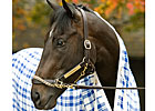 War Pass, Other Derby Hopefuls Work