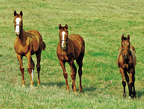 2012 Foal Crop: Slight Dip from '11 2012 Foal Crop: Slight Dip from '11