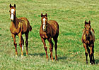 2012 Foal Crop: Slight Dip from '11 2012 Foal Crop: Slight Dip from '11