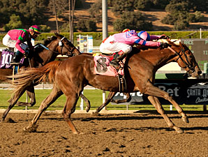 Oak Leaf Tally Lands Weemissfrankie in Cup Oak Leaf Tally Lands Weemissfrankie in Cup