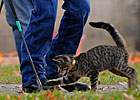 California Preparing Riding Crop Rule Change California Preparing Riding Crop Rule Change