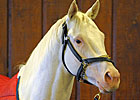 All-White Thoroughbred is Hollywood-Bound All-White Thoroughbred is Hollywood-Bound