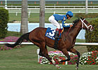 'Other' Pletcher Colt Wins at Gulf 'Other' Pletcher Colt Wins at Gulf