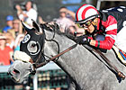 Alcibiades Winners in Keeneland January Sale
